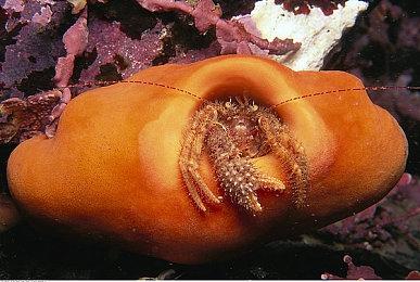 港片吸血鬼幸存者 新游《Karate Survivor》预告曝光